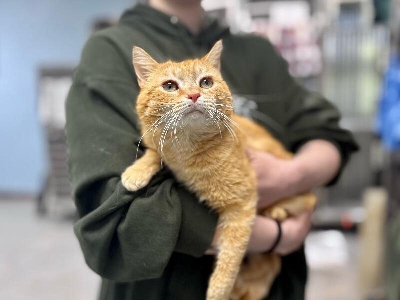 Ron, Adoptable, Adult Male Domestic Short Hair.