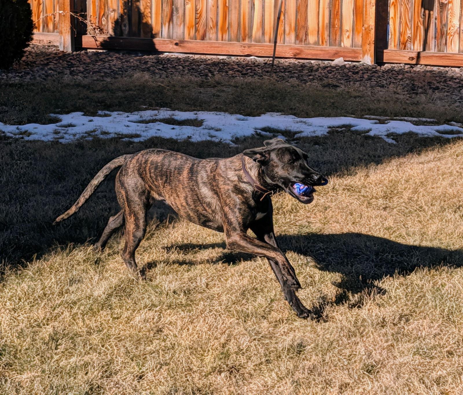 Iris, Adoptable, Adult Female Labrador Retriever.