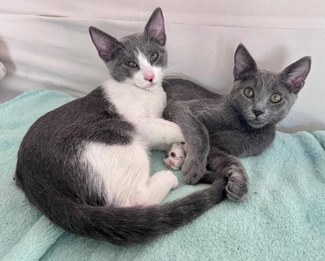 Simon and Garfunkel, Adoptable, Kitten Male Russian Blue & Domestic Short Hair.