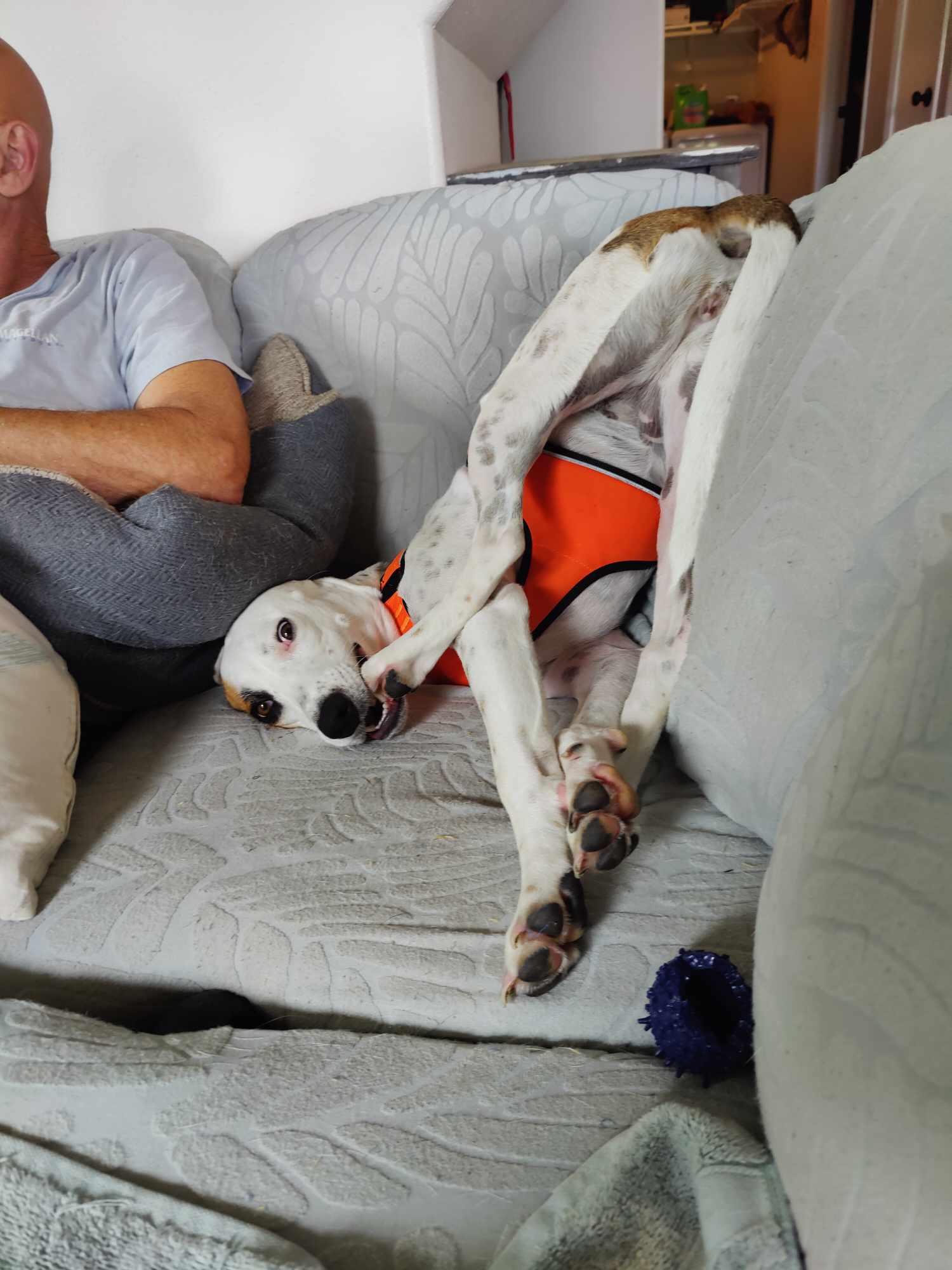 Birdie-Bean, a Adoptable mixed breed in Bothell, WA image 5/6