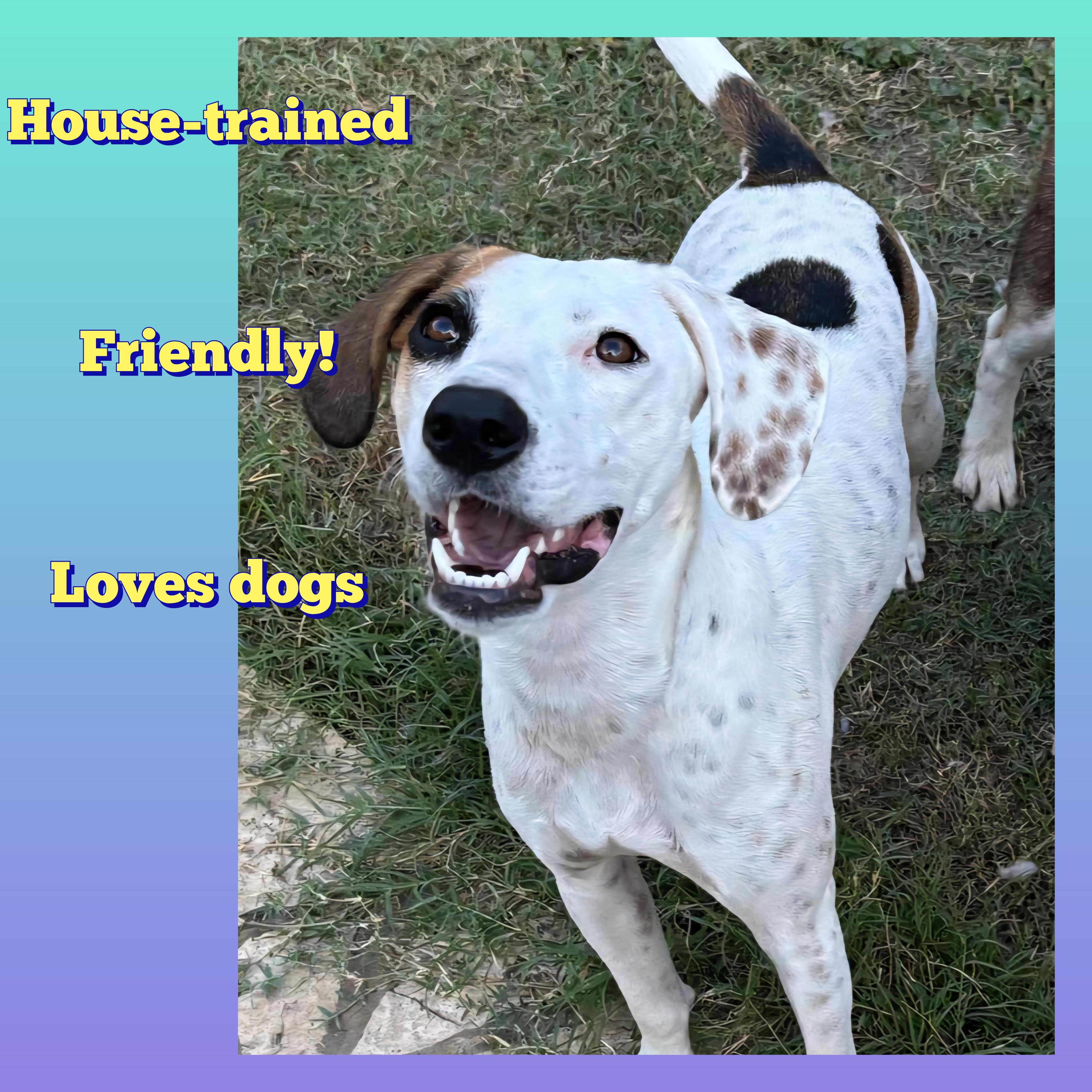 Birdie-Bean, Adoptable, Young Female English Pointer & Labrador Retriever.