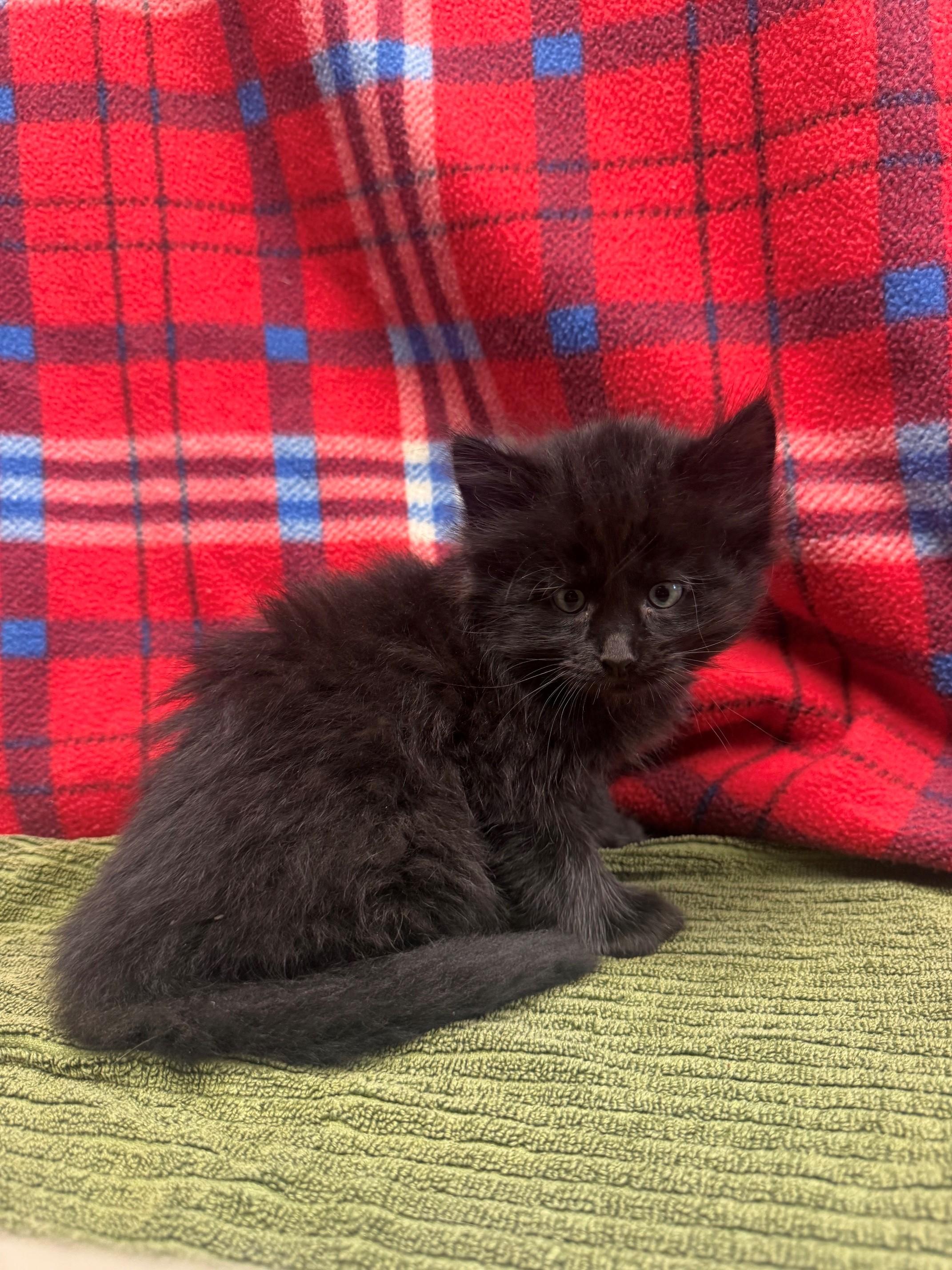 Onyx, adopted, Kitten Male Domestic Medium Hair.