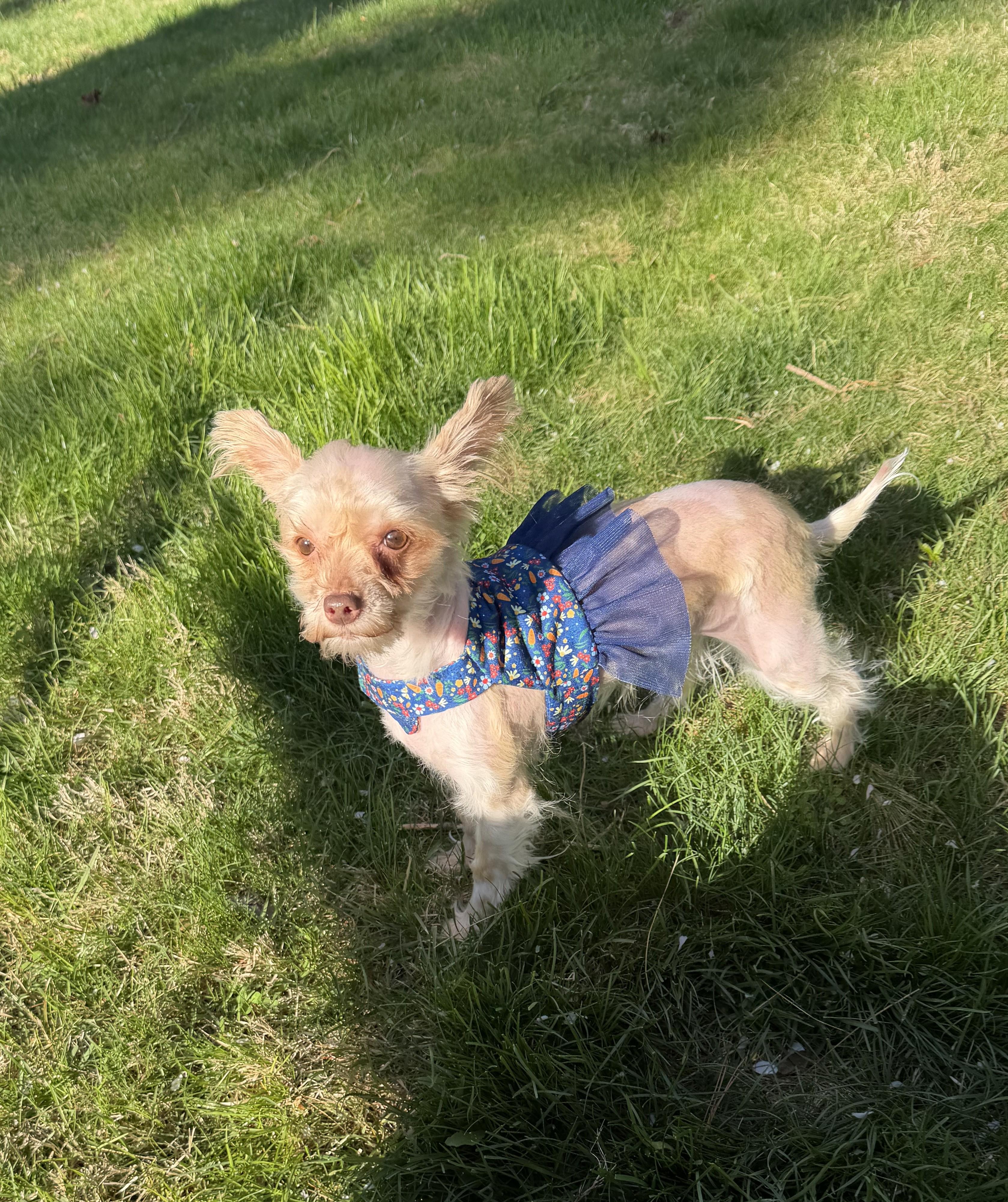 Enlarge Ginger, a ADOPTABLE mixed breed in Abington, PA image 2/6