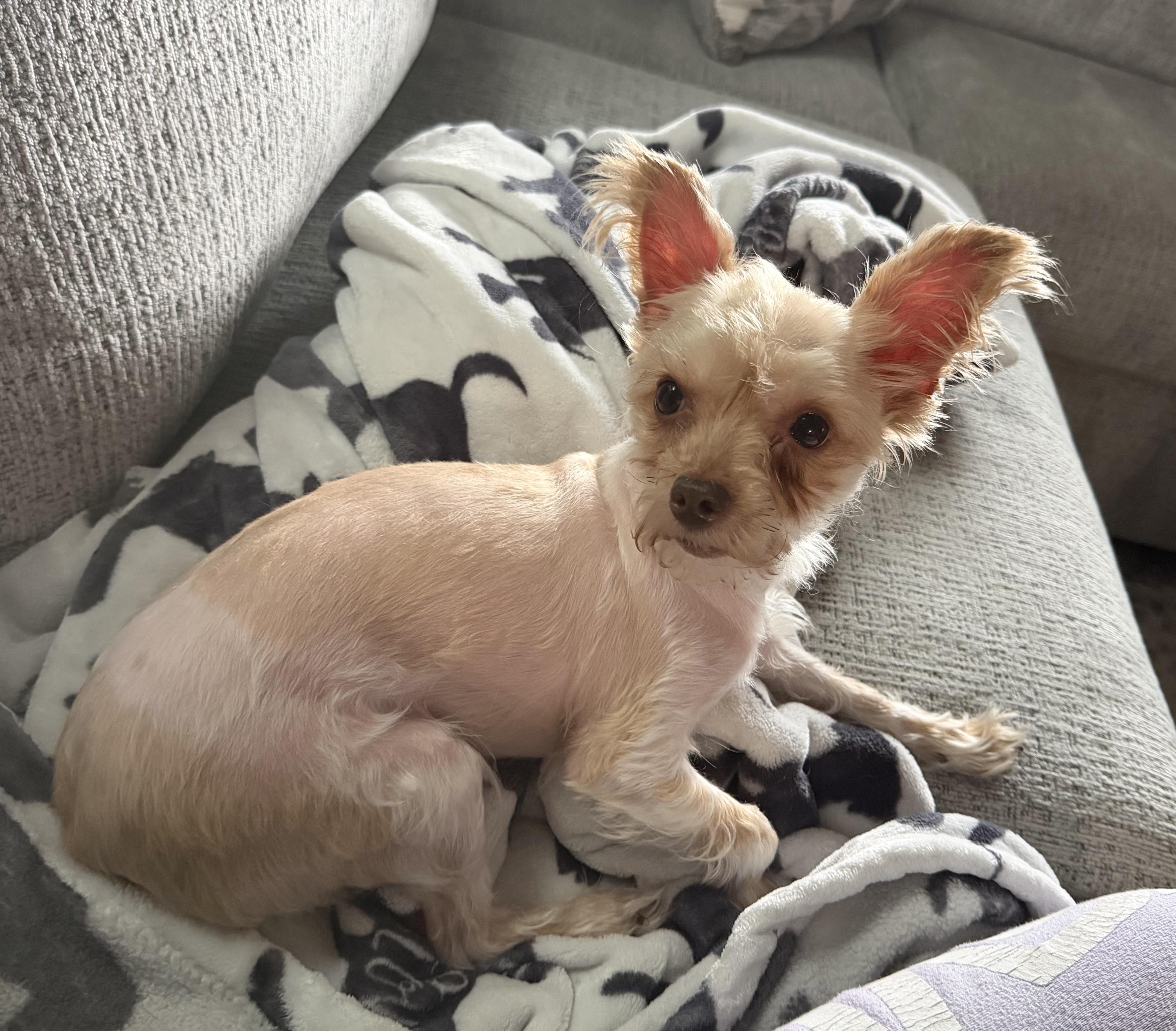 Ginger, ADOPTABLE, Young Female Yorkshire Terrier & Maltese.