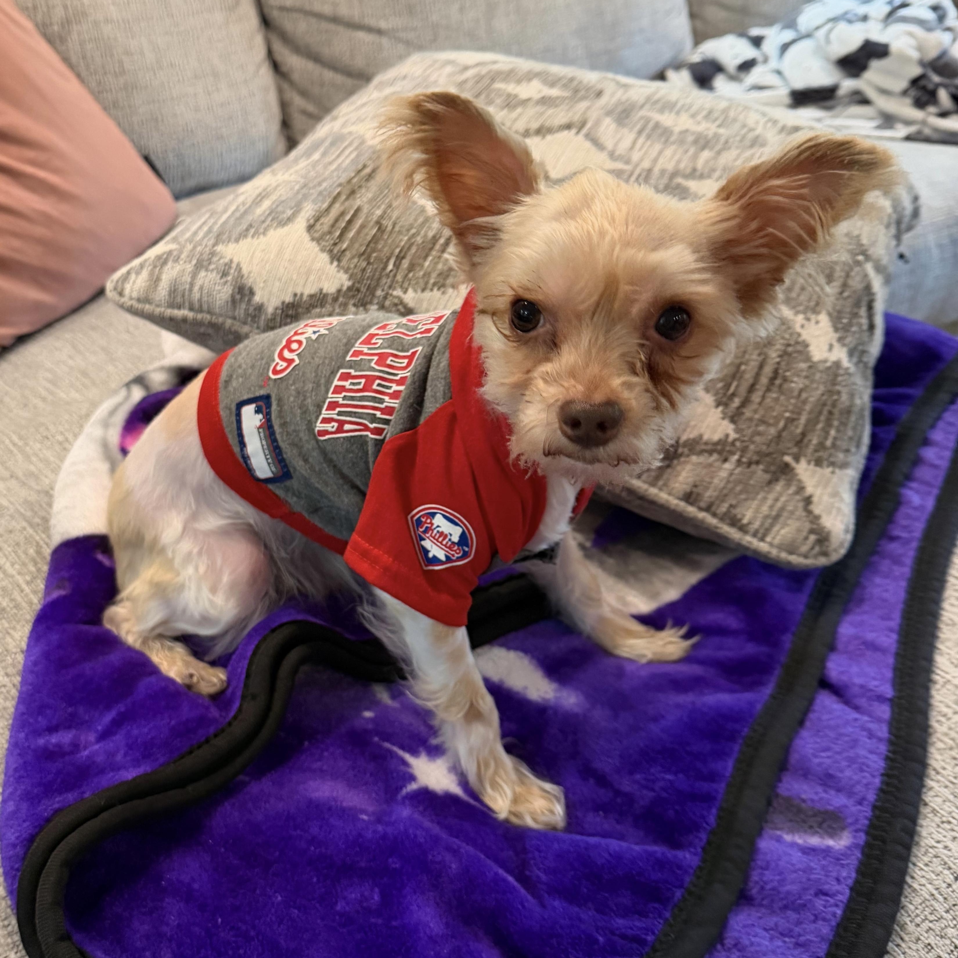 Enlarge Ginger, a ADOPTABLE mixed breed in Abington, PA image 6/6