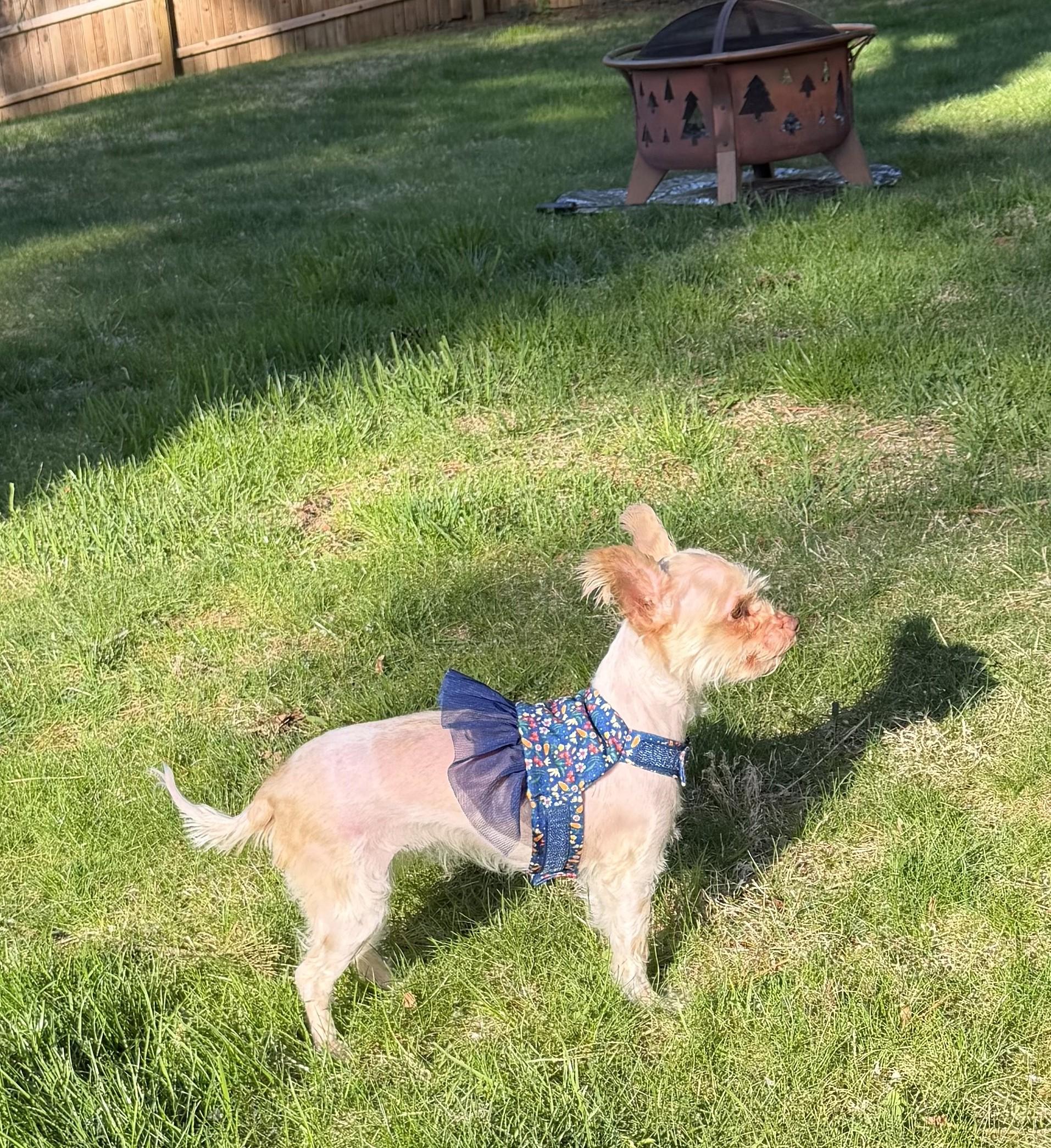 Enlarge Ginger, a ADOPTABLE mixed breed in Abington, PA image 4/6