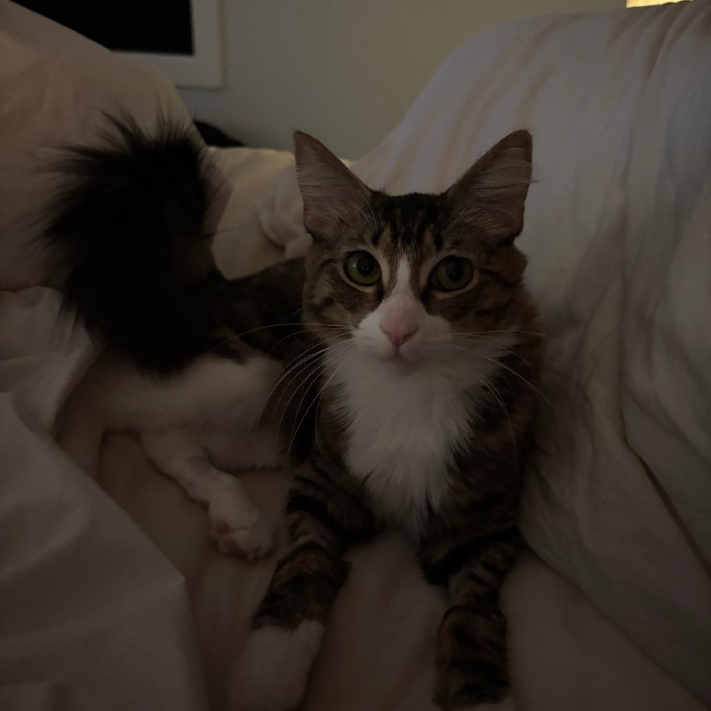 Ellie Goulding, Adoptable, Adult Female Domestic Long Hair.
