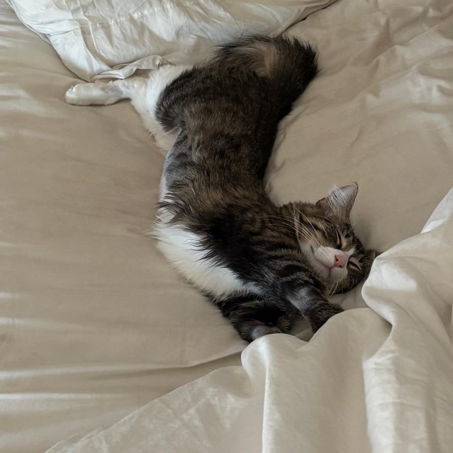 Ellie Goulding, a Adoptable Domestic Long Hair in Washougal, WA image 2/6