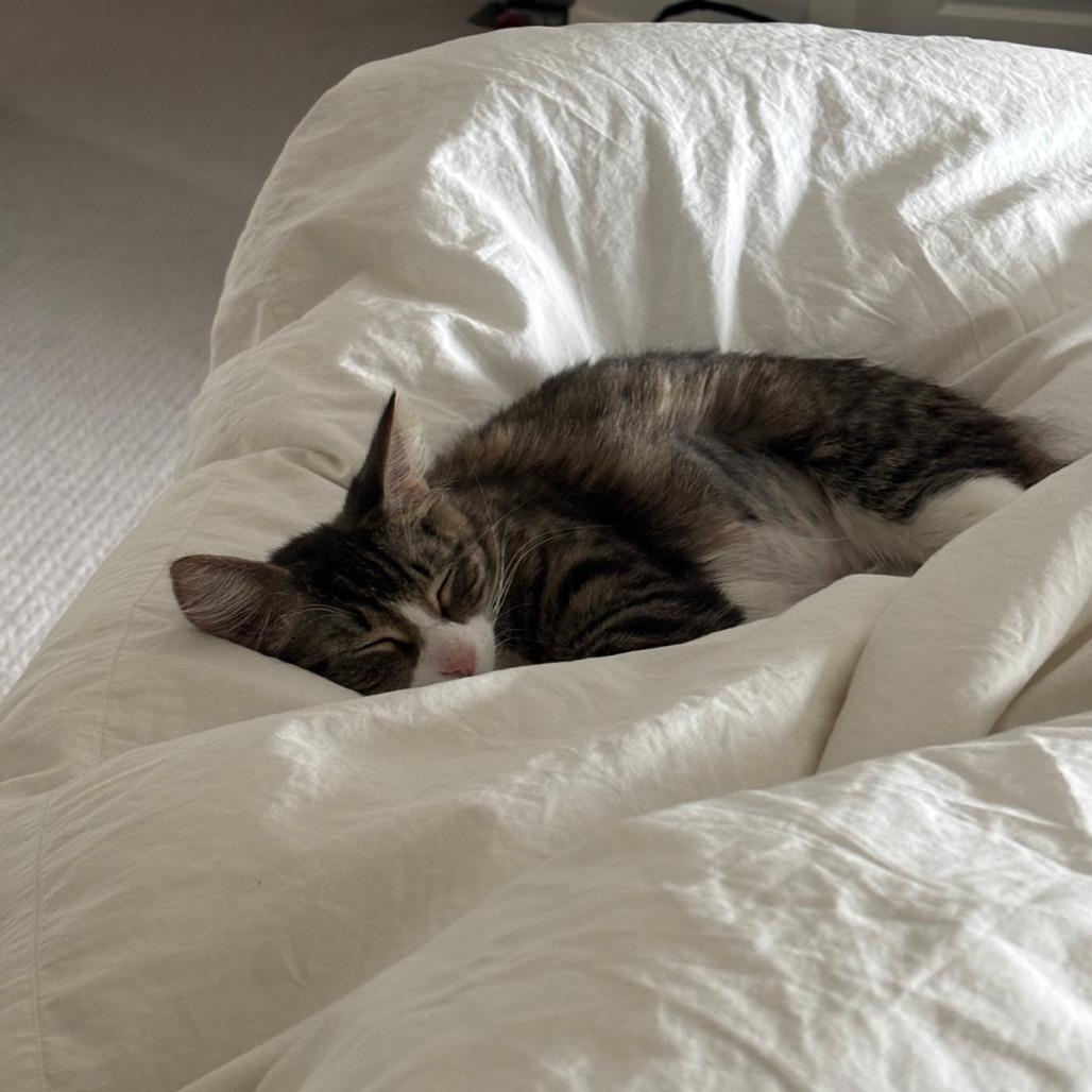 Ellie Goulding, a Adoptable Domestic Long Hair in Washougal, WA image 3/6