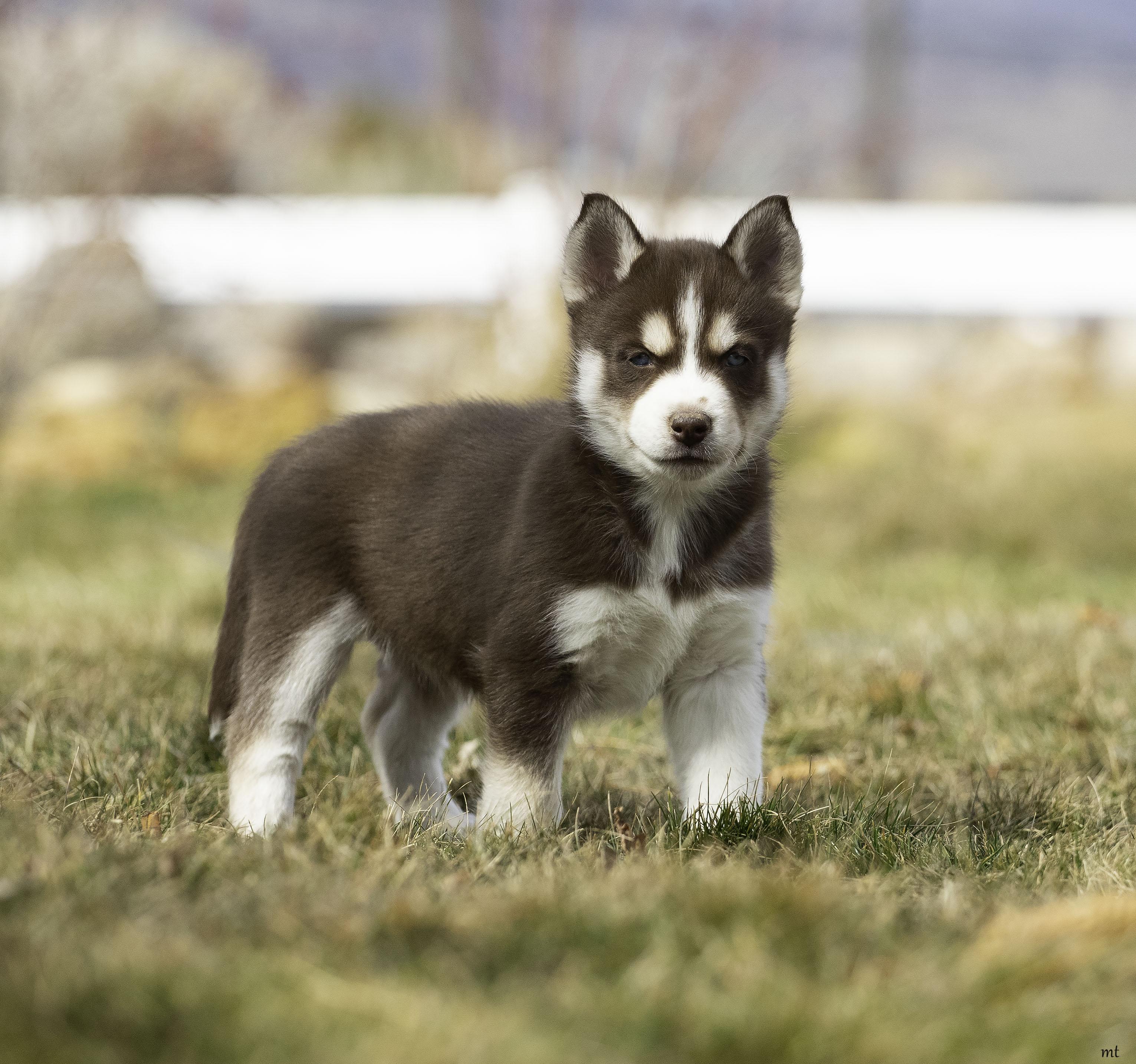 Enlarge Juniper, a Adoptable Husky in Washoe Valley, NV image 3/4