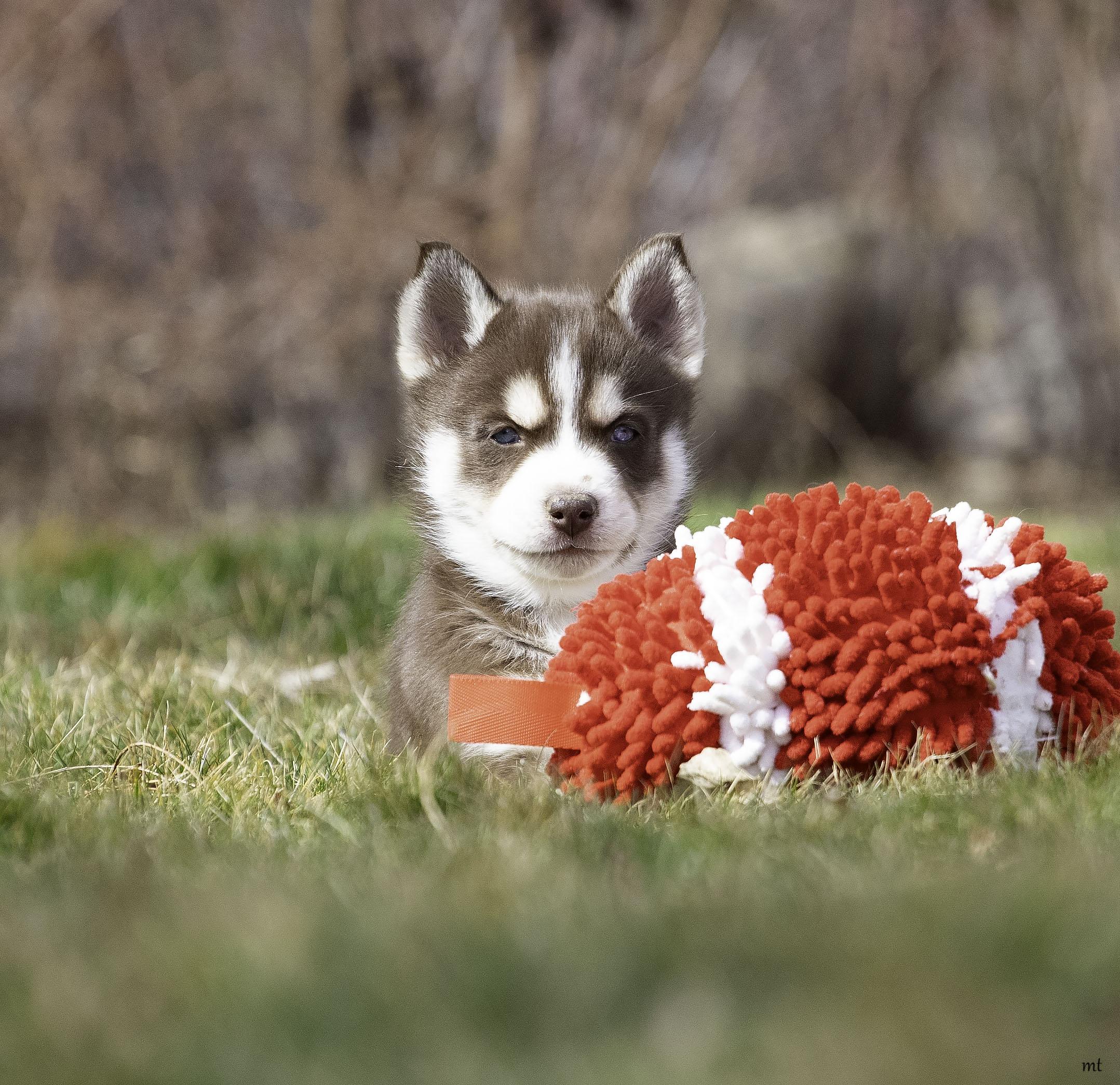 Enlarge Juniper, a Adoptable Husky in Washoe Valley, NV image 4/4