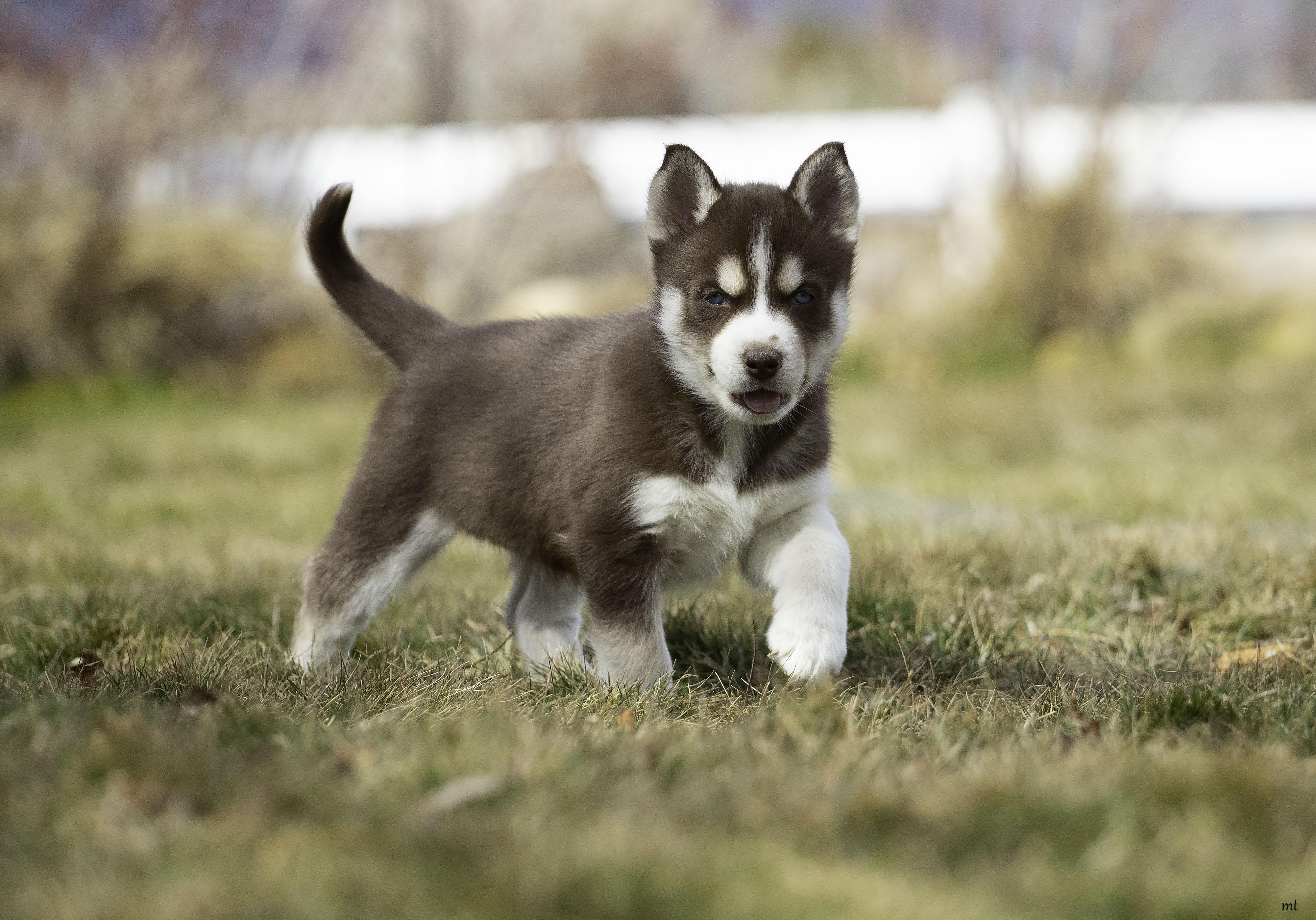 Enlarge Juniper, a Adoptable Husky in Washoe Valley, NV image 2/4