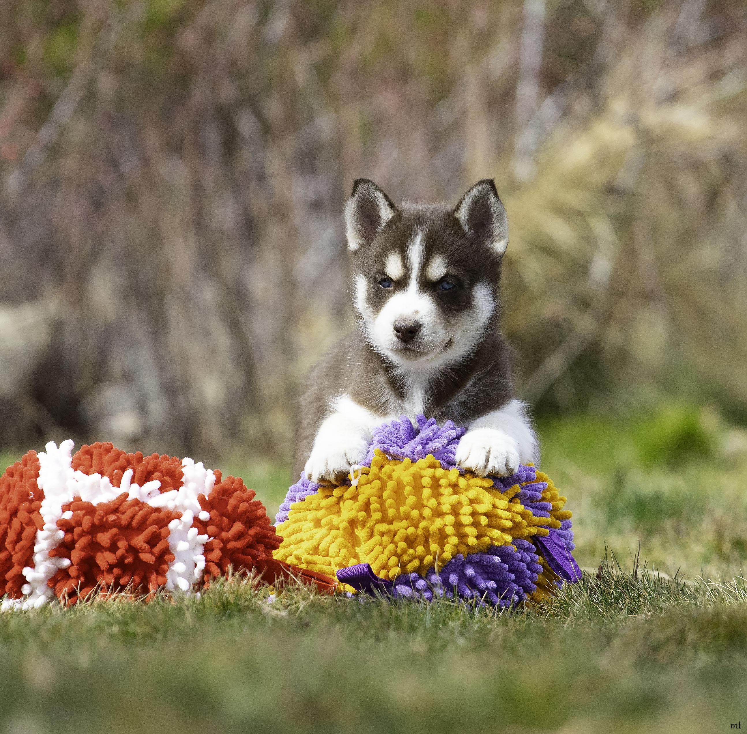 Enlarge Juniper, a Adoptable Husky in Washoe Valley, NV image 1/4