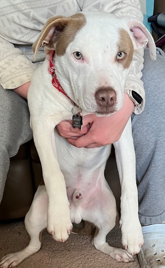 Maxx, a Adoptable mixed breed in Lubbock, TX image 1/14