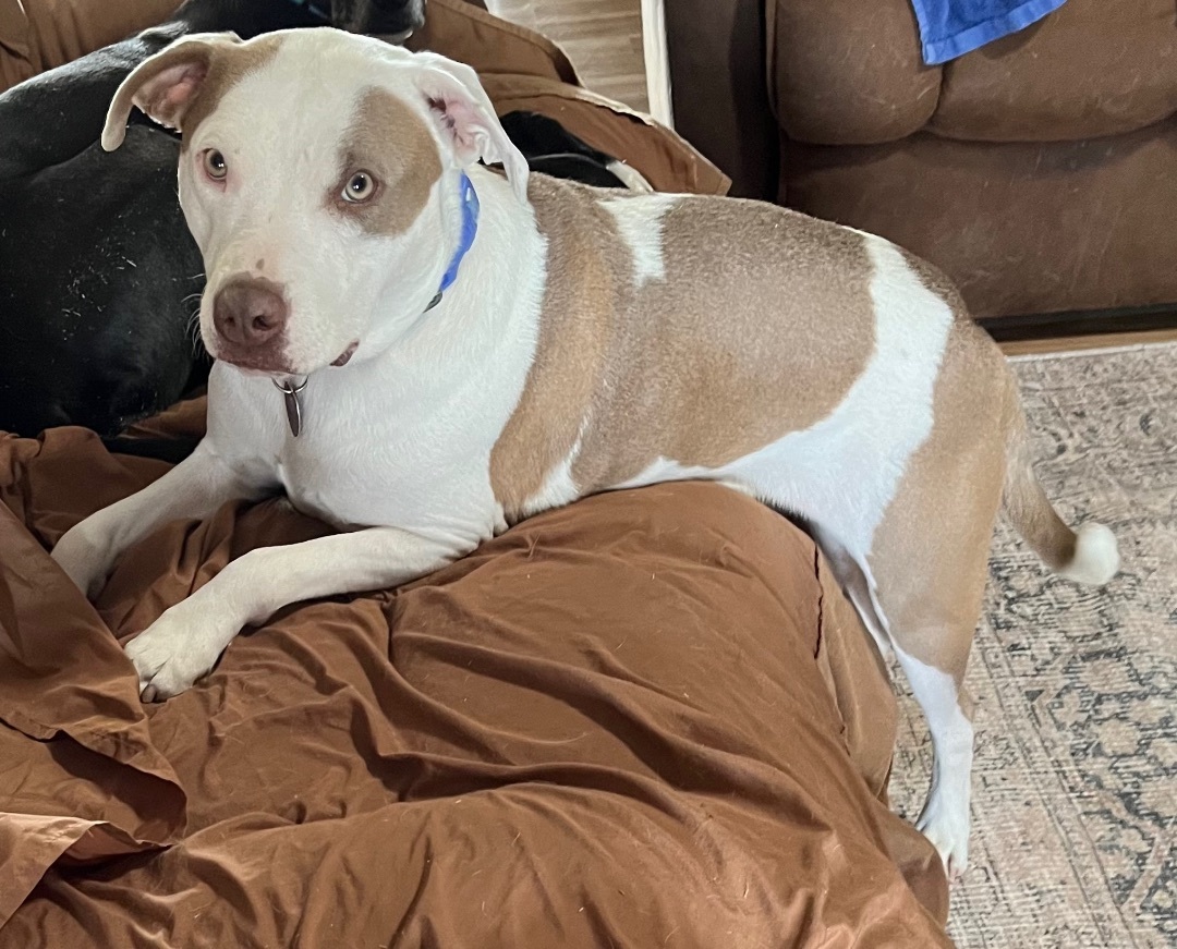 Maxx, a Adoptable mixed breed in Lubbock, TX image 2/14