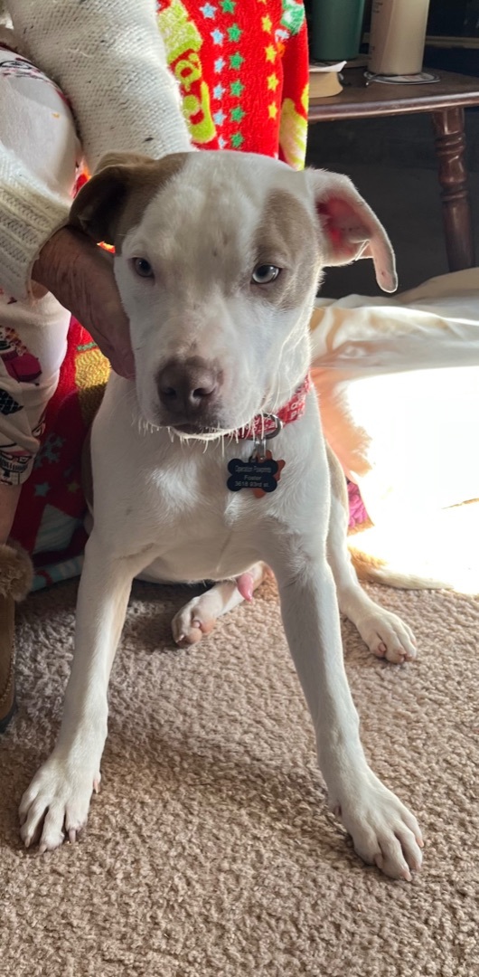 Maxx, a Adoptable mixed breed in Lubbock, TX image 3/14