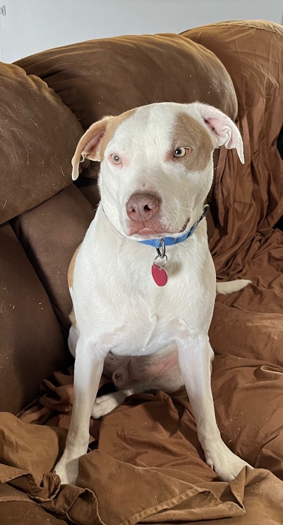Maxx, a Adoptable mixed breed in Lubbock, TX image 4/14