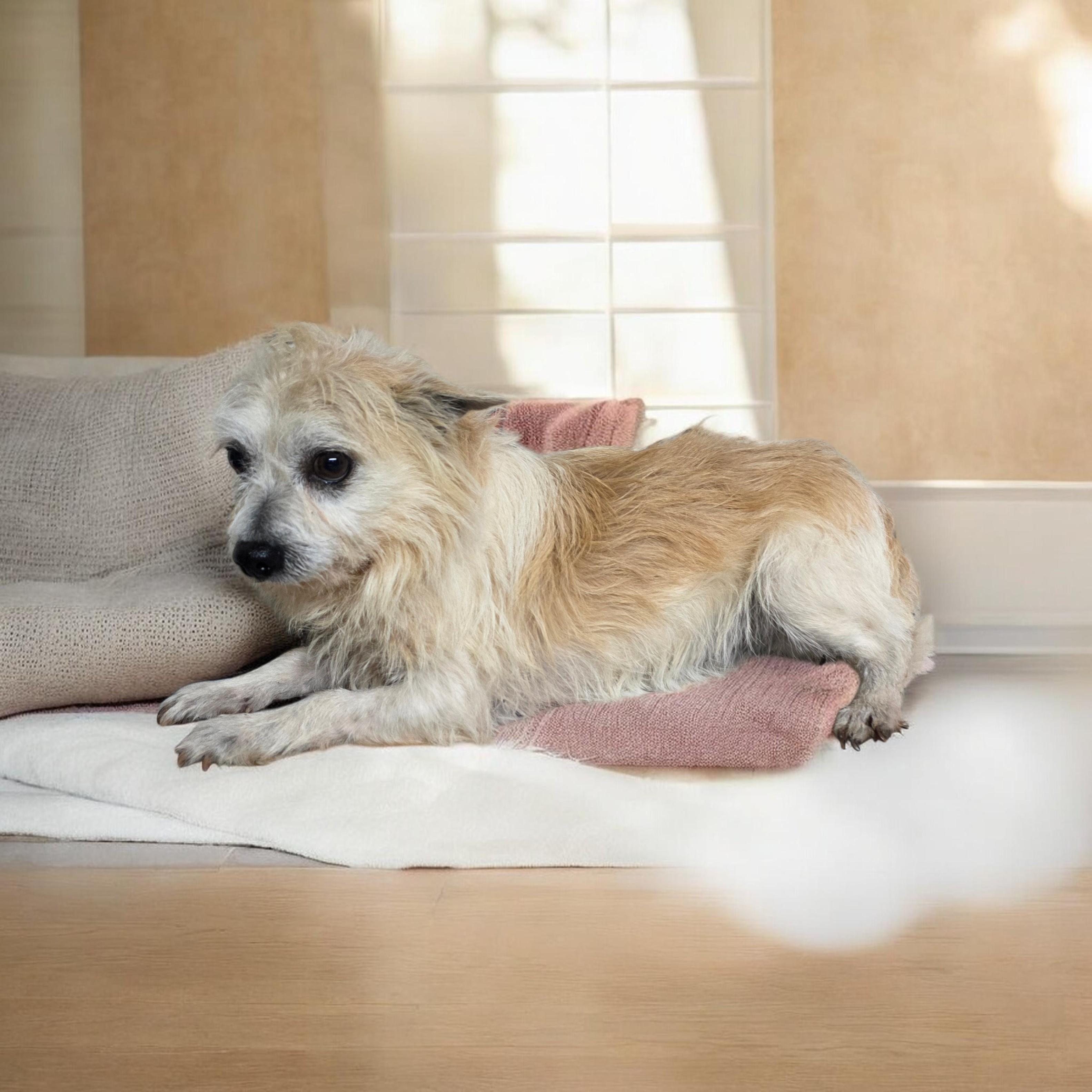 Enlarge Willie, an adopted mixed breed in Dallas, GA image 1/1