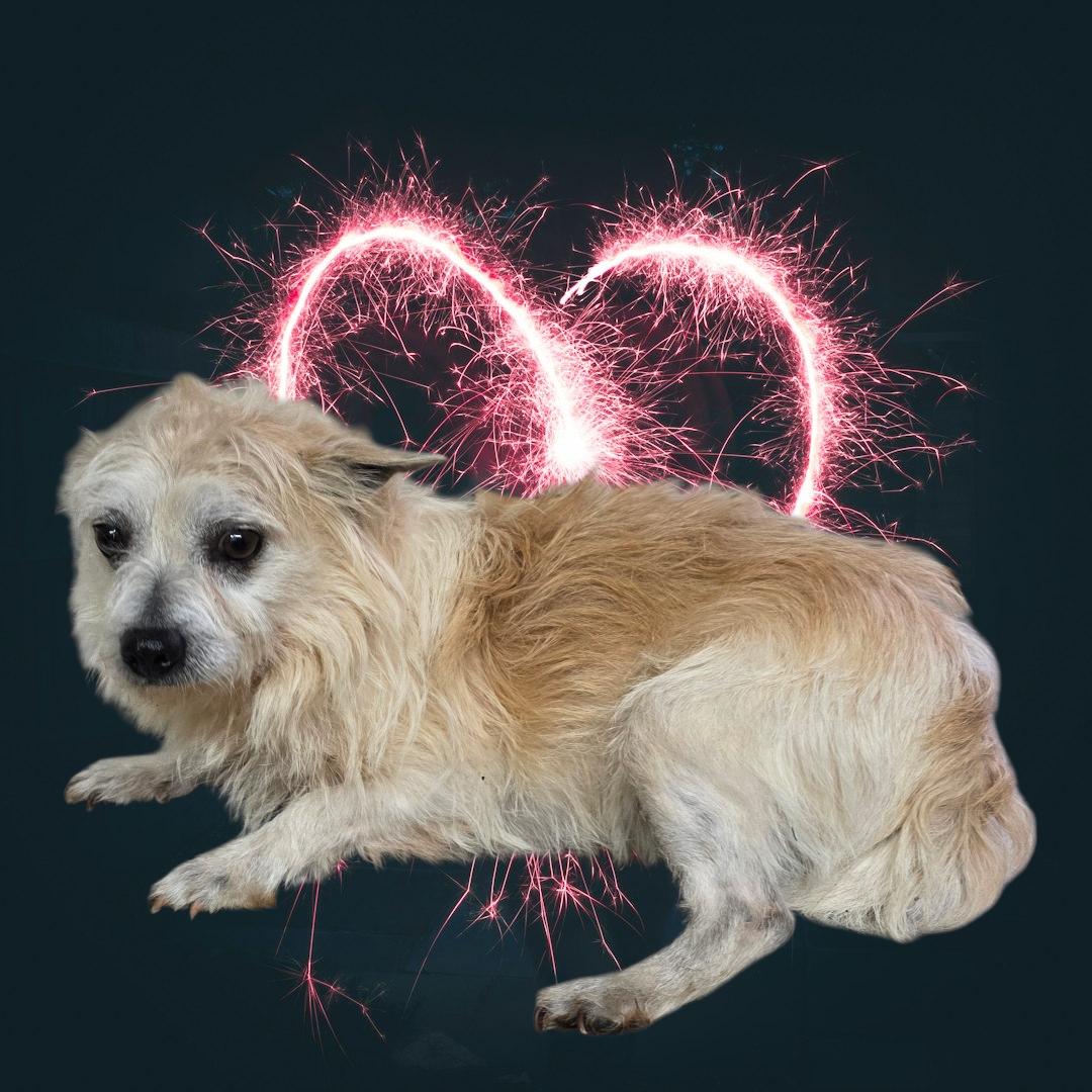 Willie, ADOPTABLE, Adult Male Terrier.