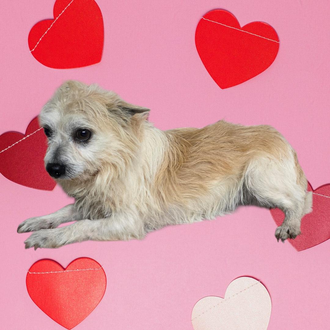 Enlarge Willie, a ADOPTABLE mixed breed in Dallas, GA image 2/2