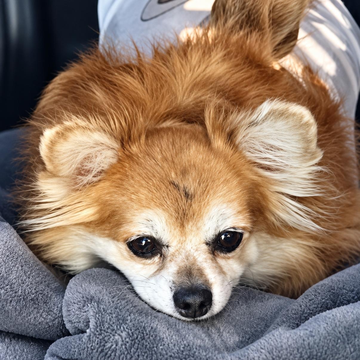 Enlarge BROWNIE, a Adoptable Pomeranian in Marana, AZ image 2/2