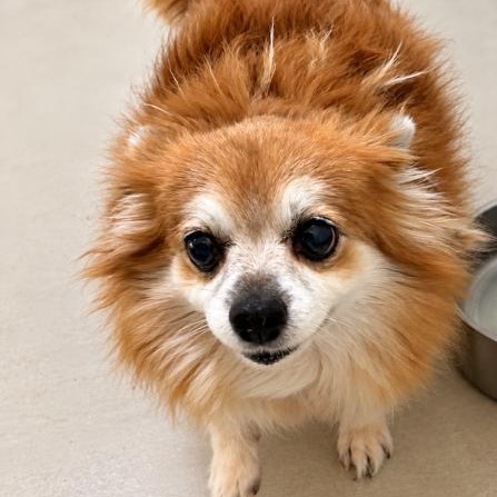 BROWNIE, Adoptable, Senior Female Pomeranian.