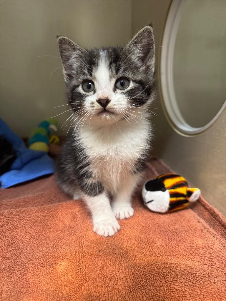 Marv, Adoptable, Kitten Male Domestic Short Hair.