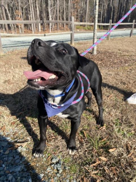 NELLO, Adoptable, Young Male Labrador Retriever & Mixed Breed.