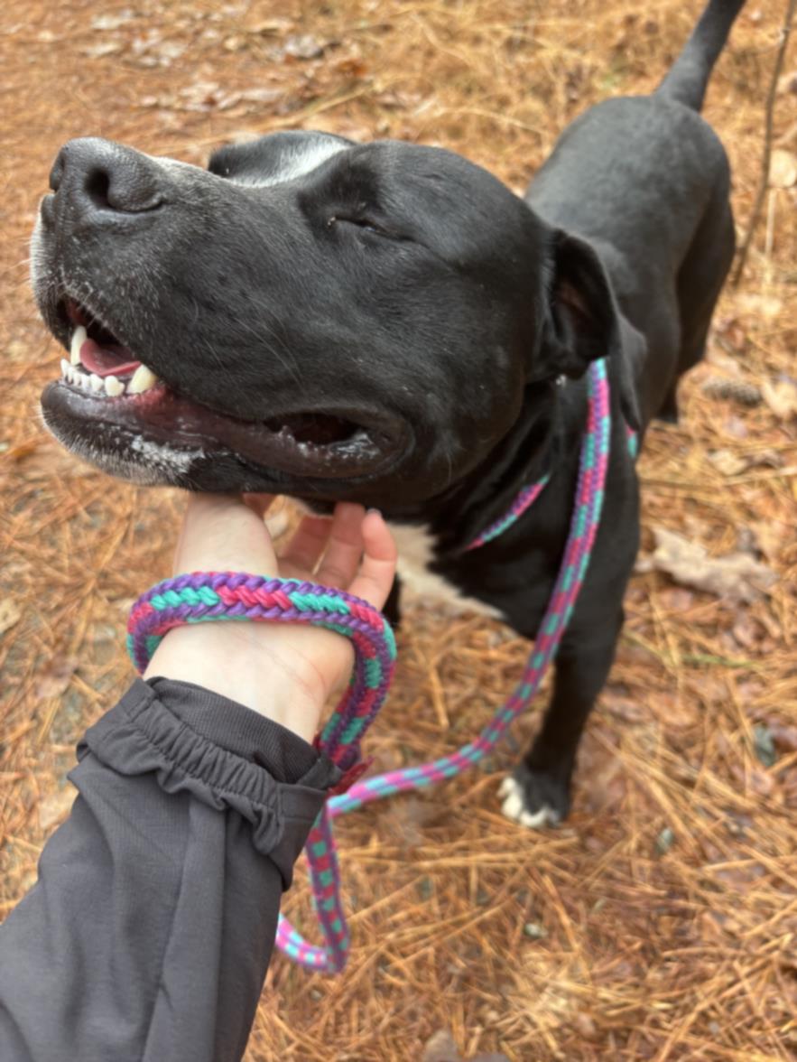 NELLO, Adoptable, Young Male Labrador Retriever & Mixed Breed.