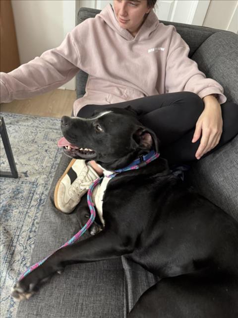 NELLO, Adoptable, Young Male Labrador Retriever & Mixed Breed.