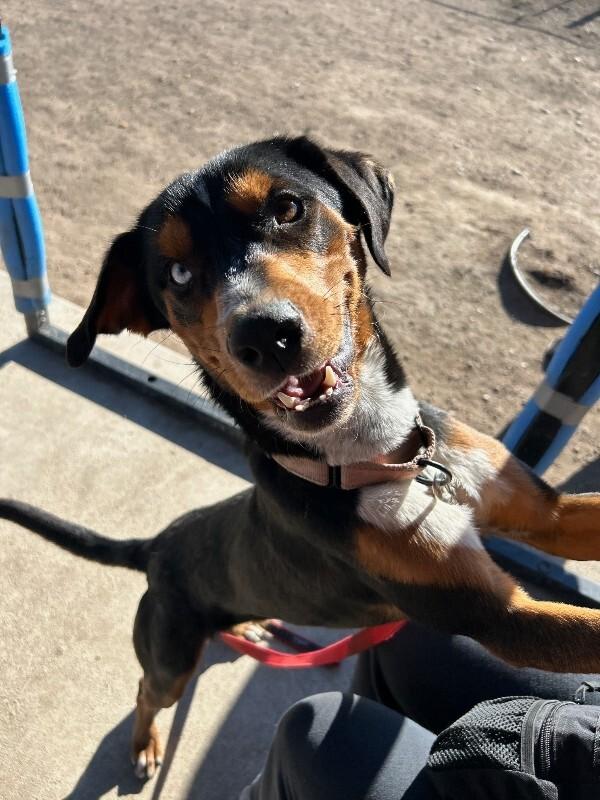 Drew, Adoptable, Adult Male Australian Shepherd & Mixed Breed.