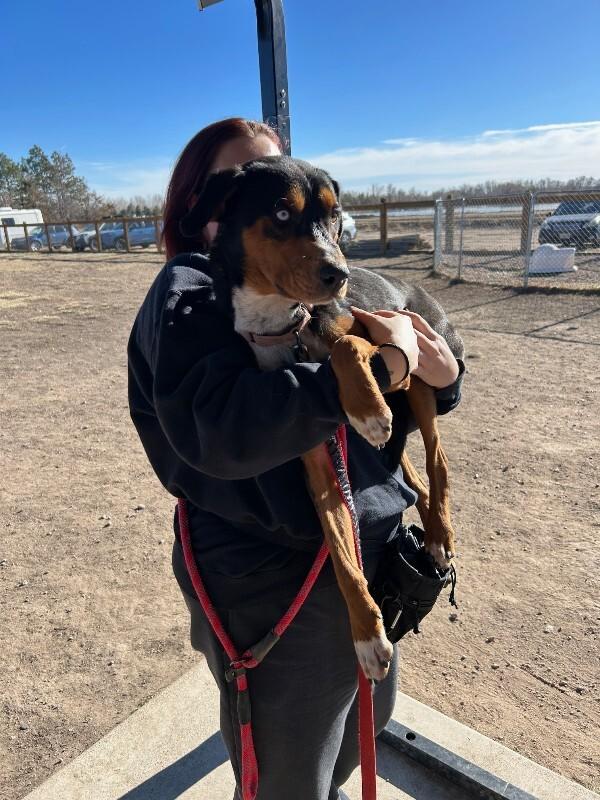 Enlarge Drew, a Adoptable mixed breed in Fort Collins, CO image 2/6