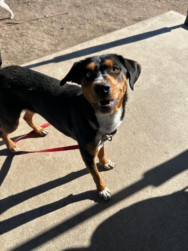 Enlarge Drew, a Adoptable mixed breed in Fort Collins, CO image 4/6