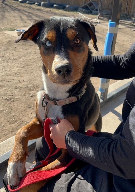 Enlarge Drew, a Adoptable mixed breed in Fort Collins, CO image 5/6