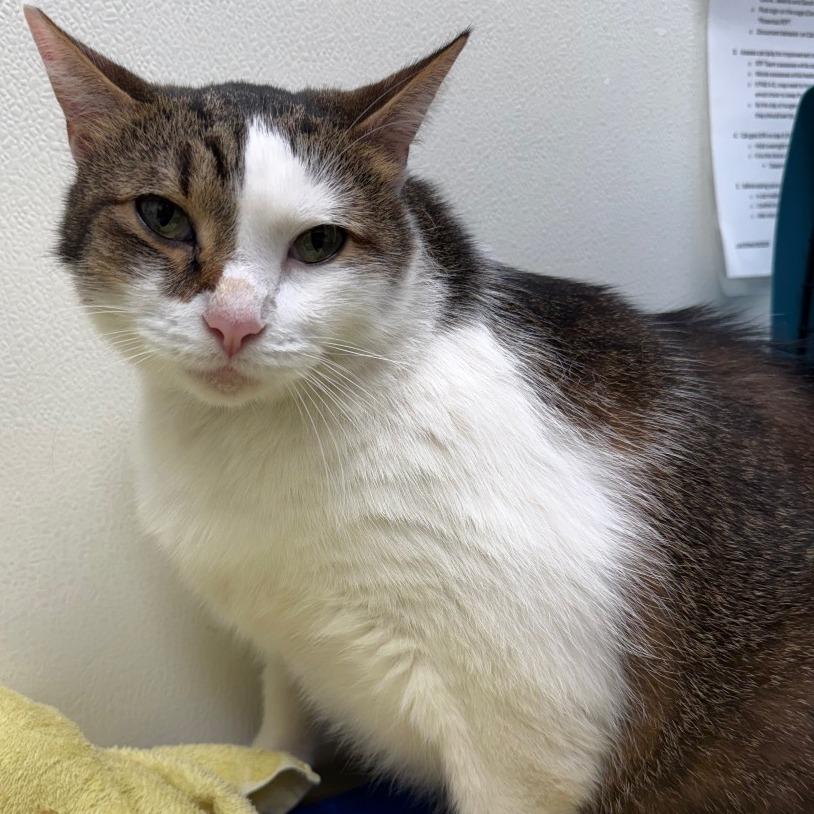 Enlarge Hercules, a Adoptable Domestic Short Hair in Oshkosh, WI image 1/5