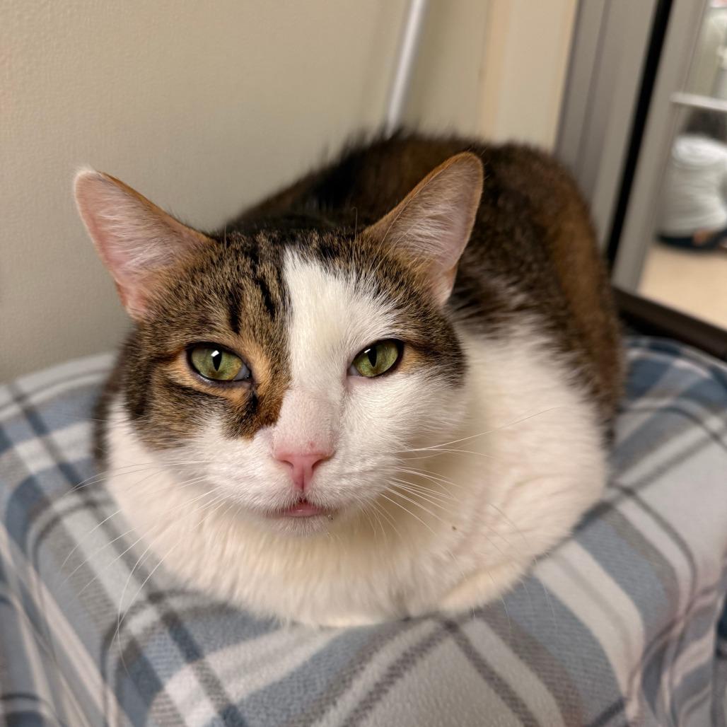 Enlarge Hercules, a Adoptable Domestic Short Hair in Oshkosh, WI image 2/5