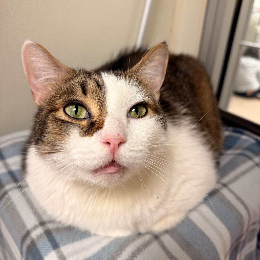 Enlarge Hercules, a Adoptable Domestic Short Hair in Oshkosh, WI image 3/5