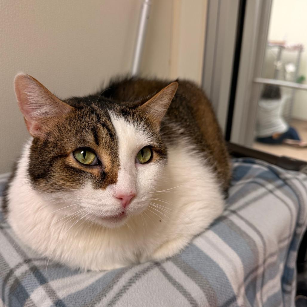 Enlarge Hercules, a Adoptable Domestic Short Hair in Oshkosh, WI image 4/5