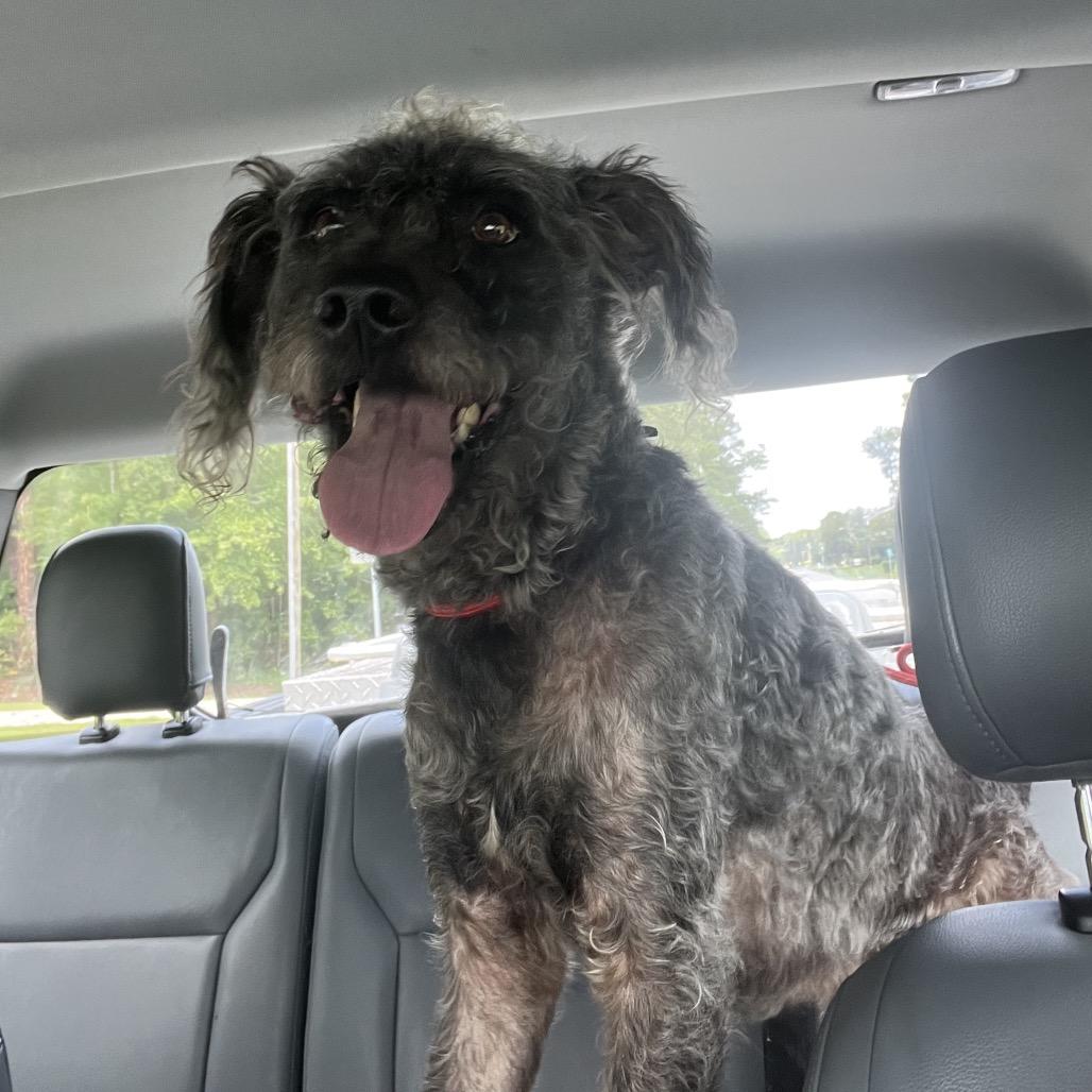 Rico Nasty, Adoptable, Adult Male Standard Poodle & Mixed Breed.