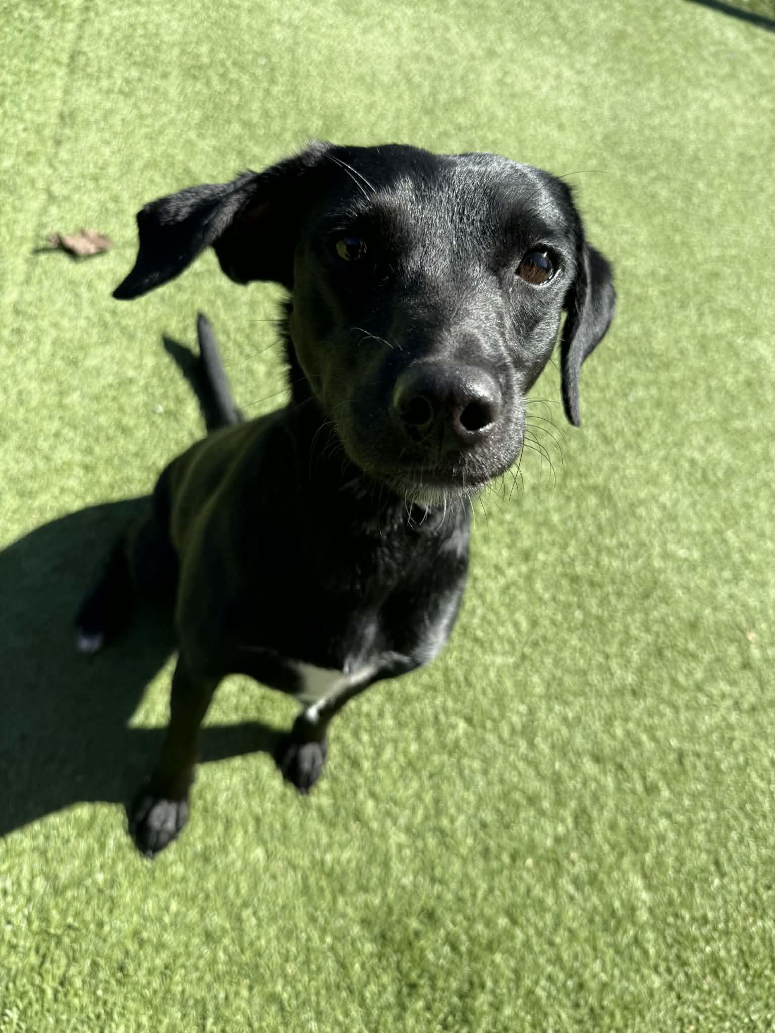 Sweetie, an adopted mixed breed in Groton, CT image 2/4