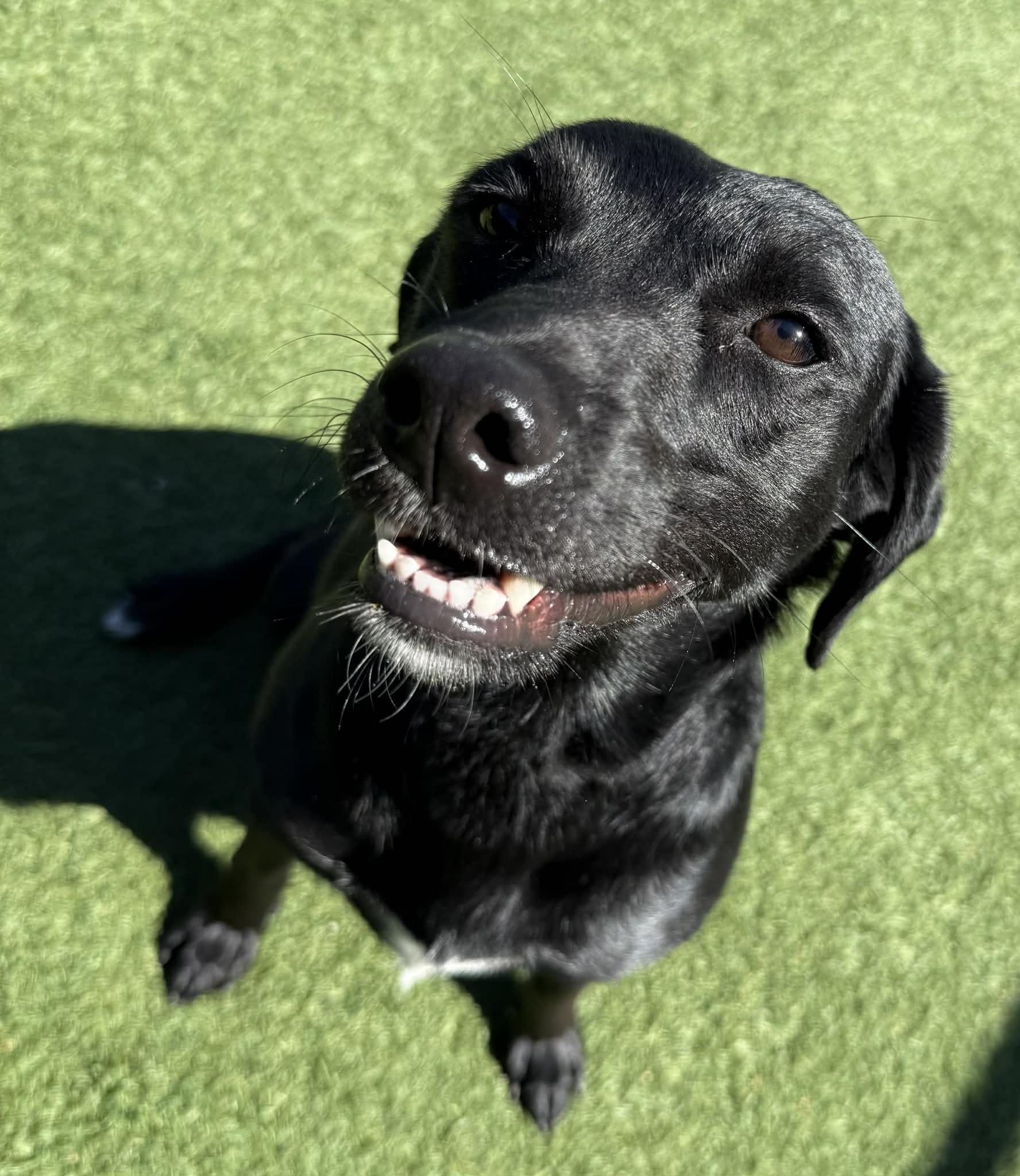 Sweetie, an adopted mixed breed in Groton, CT image 1/4