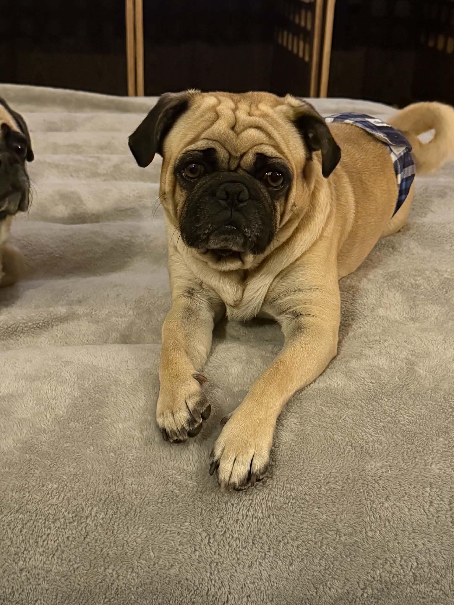 Enlarge Ozzy, a ADOPTABLE Pug in Mesa, AZ image 2/3