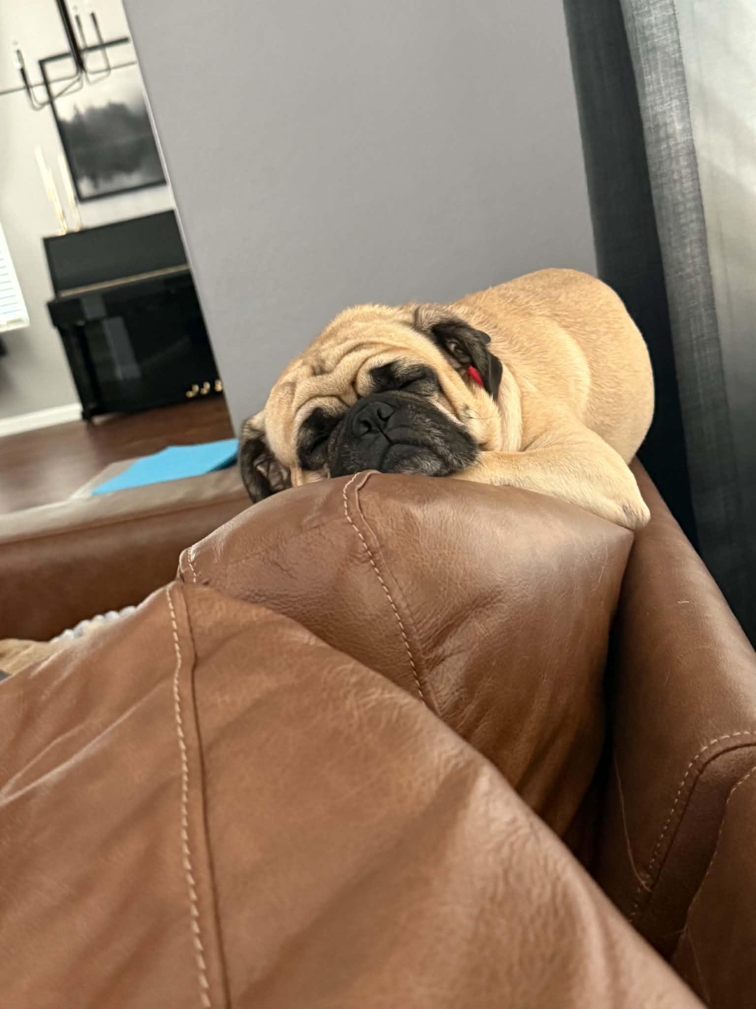Enlarge Ozzy, a ADOPTABLE Pug in Mesa, AZ image 3/3