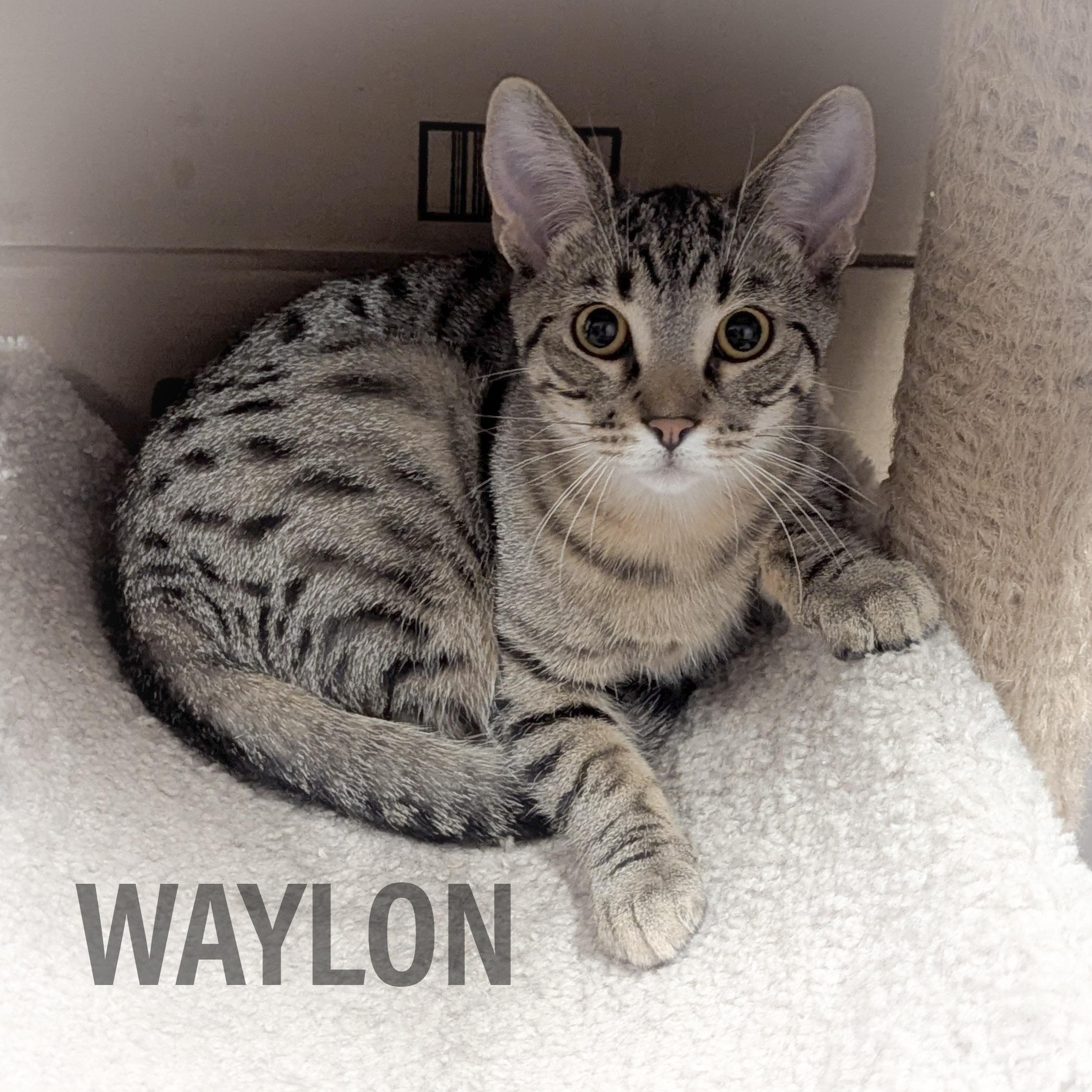 WAYLON
