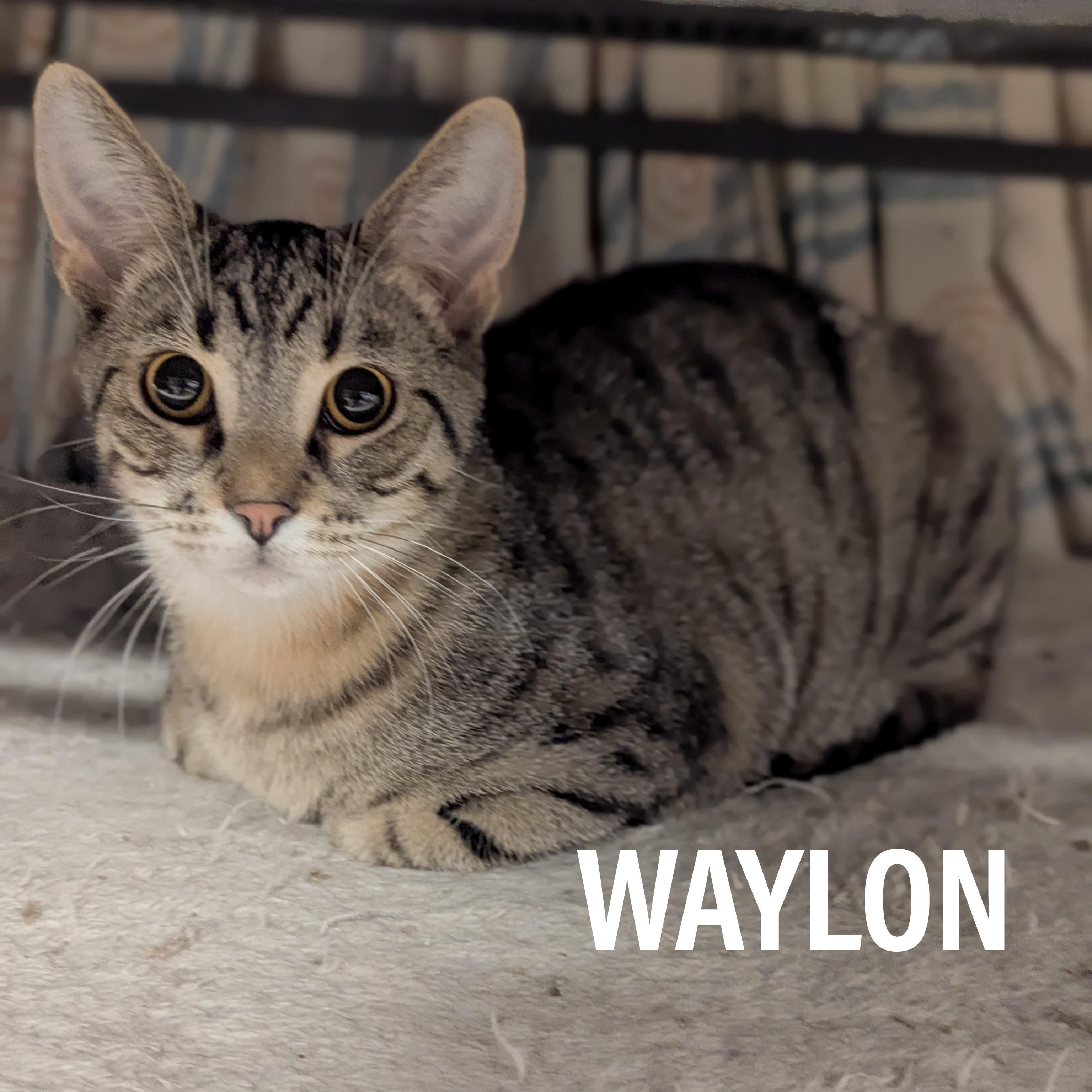 WAYLON