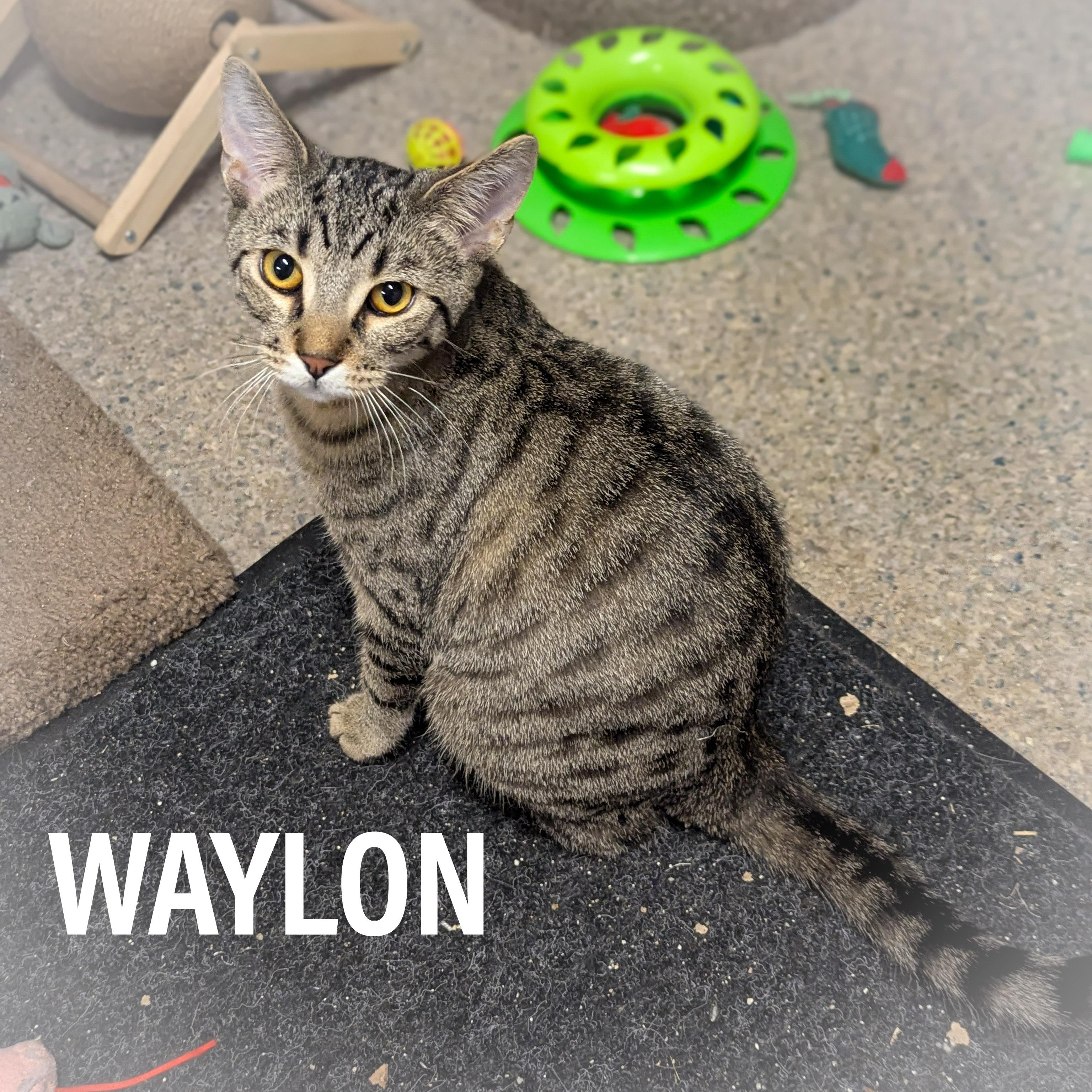 WAYLON