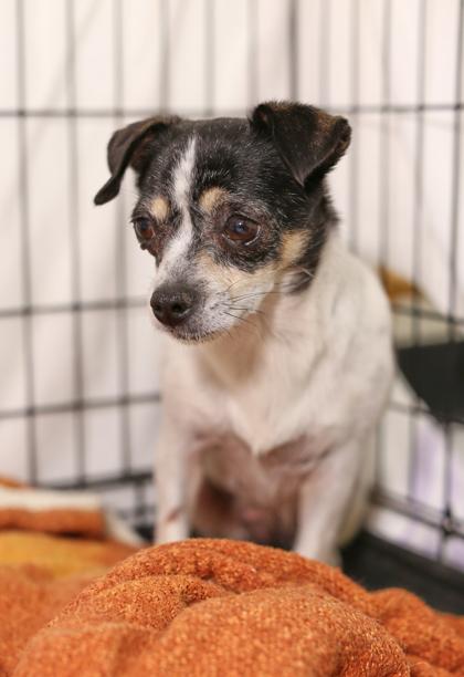 Daphne, Adoptable, Senior Female Rat Terrier & Chihuahua.