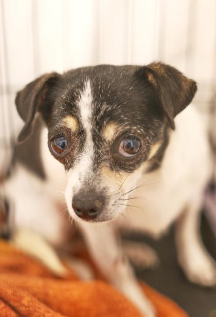 Enlarge Daphne, a Adoptable mixed breed in Morton Grove, IL image 2/3