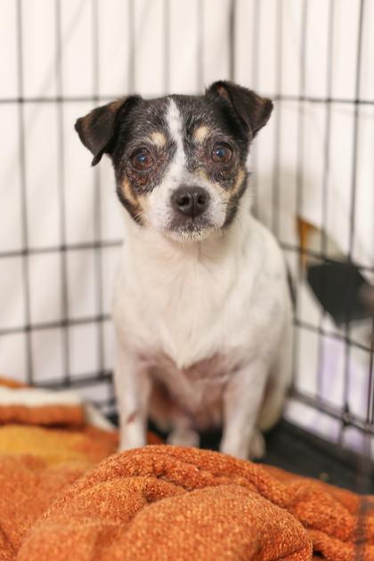 Enlarge Daphne, a Adoptable mixed breed in Morton Grove, IL image 3/3