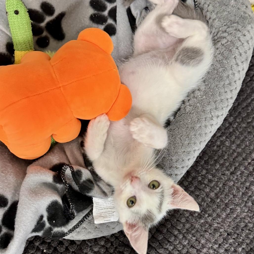 Enlarge Berny, a Adoptable Domestic Short Hair in Fredericksburg, TX image 1/4